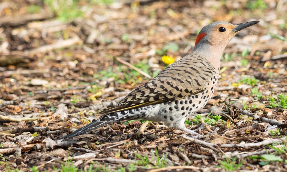 Northern Flicker - ML58298901