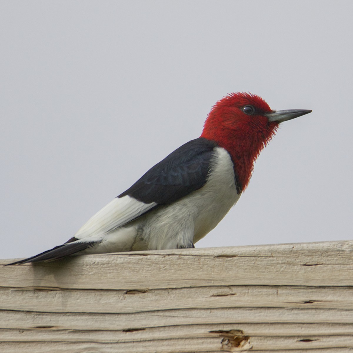 Red-headed Woodpecker - Dave Prentice