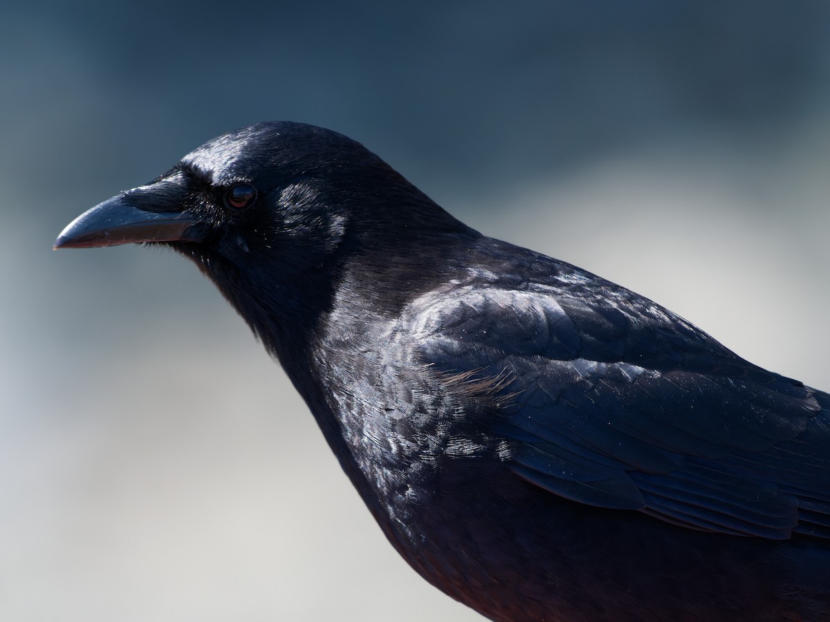 American Crow - ML582989321