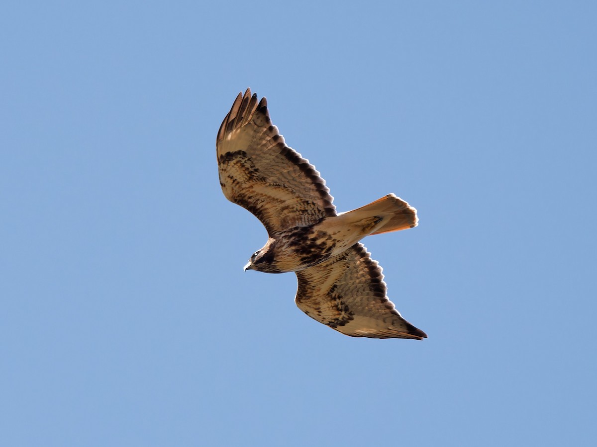 Red-tailed Hawk - ML582989331