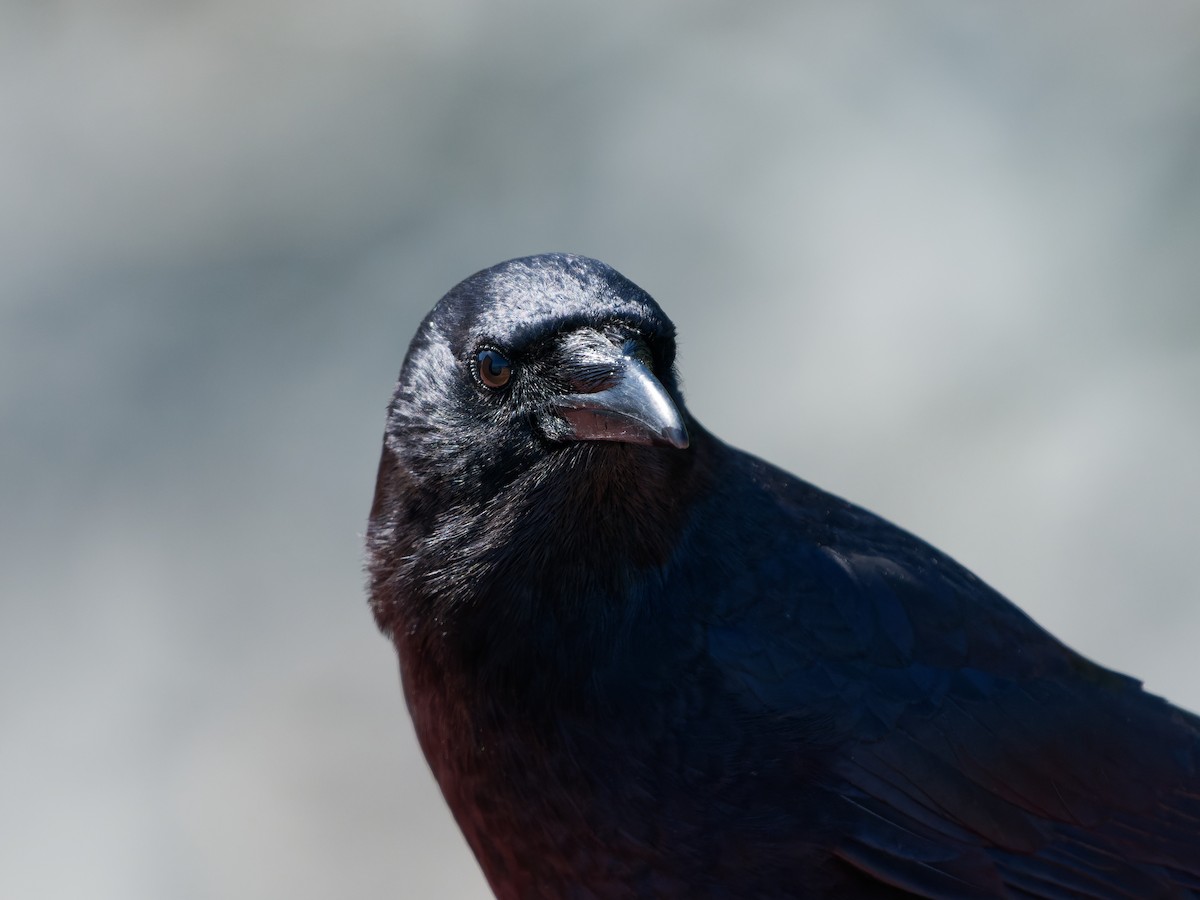 American Crow - ML582989371