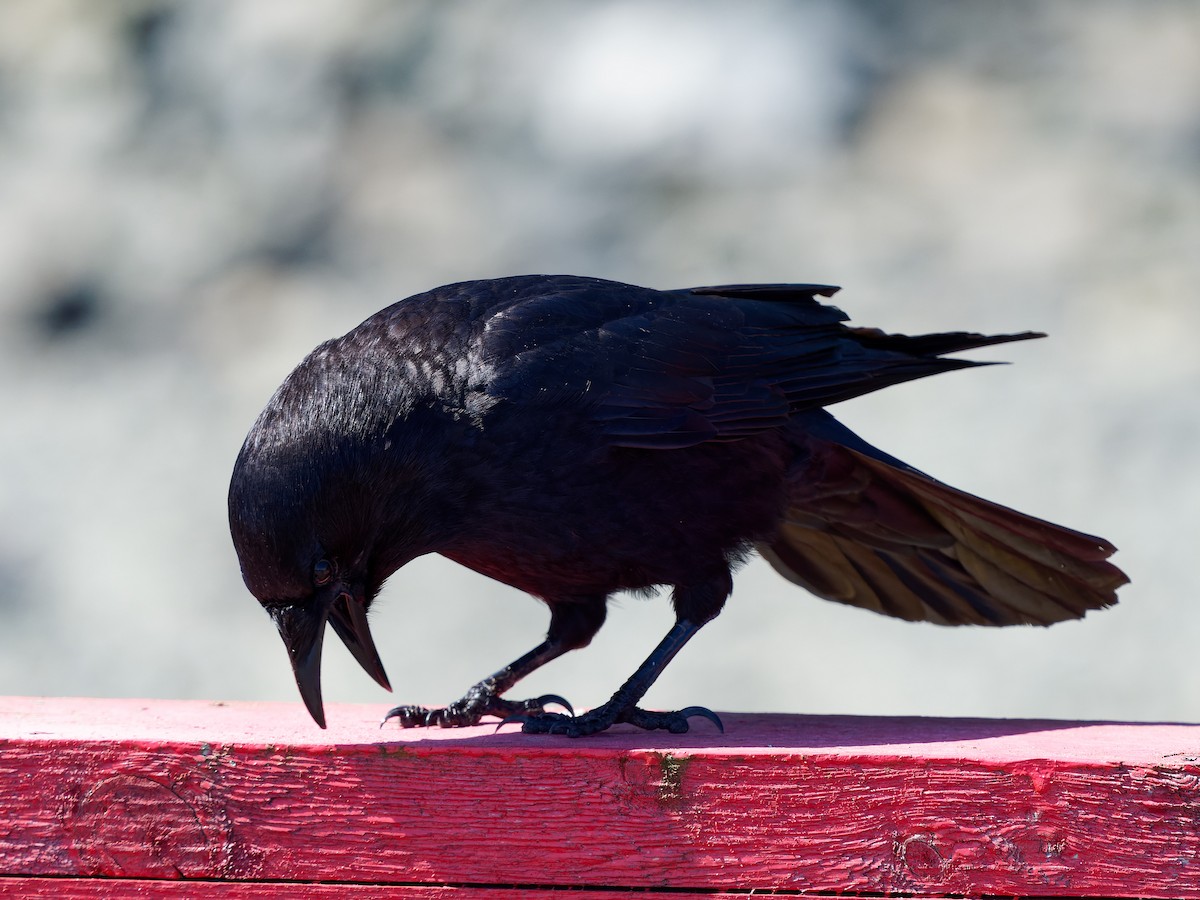 American Crow - ML582989391