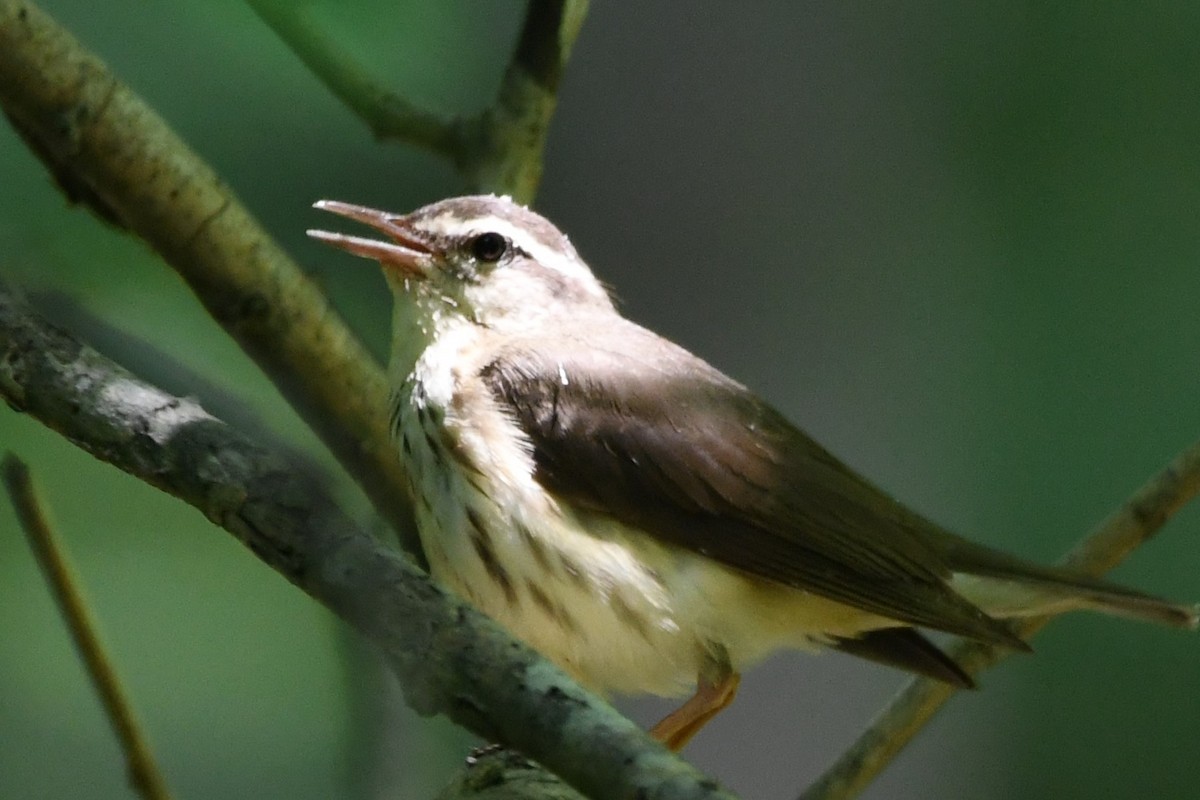 Reinita Charquera de Luisiana - ML582989981