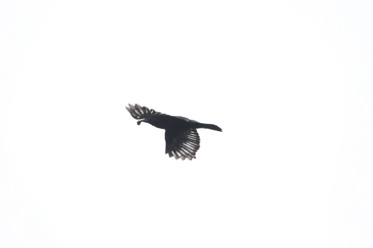 American Crow - ML582990031