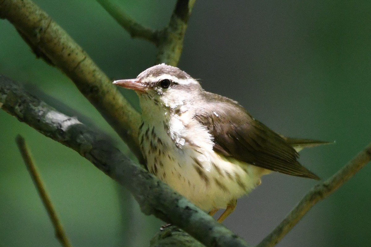 Reinita Charquera de Luisiana - ML582990101