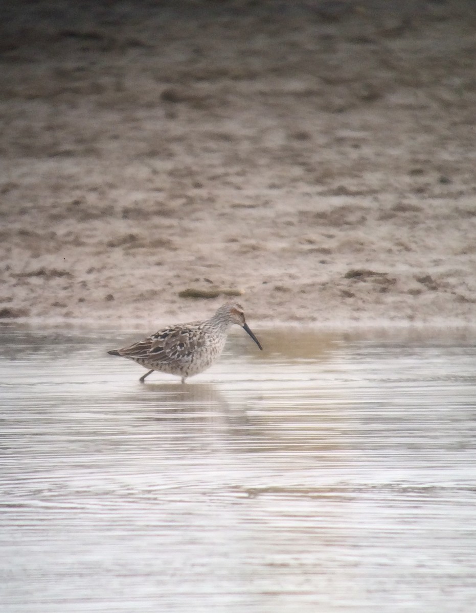 Stilt Sandpiper - ML58299011