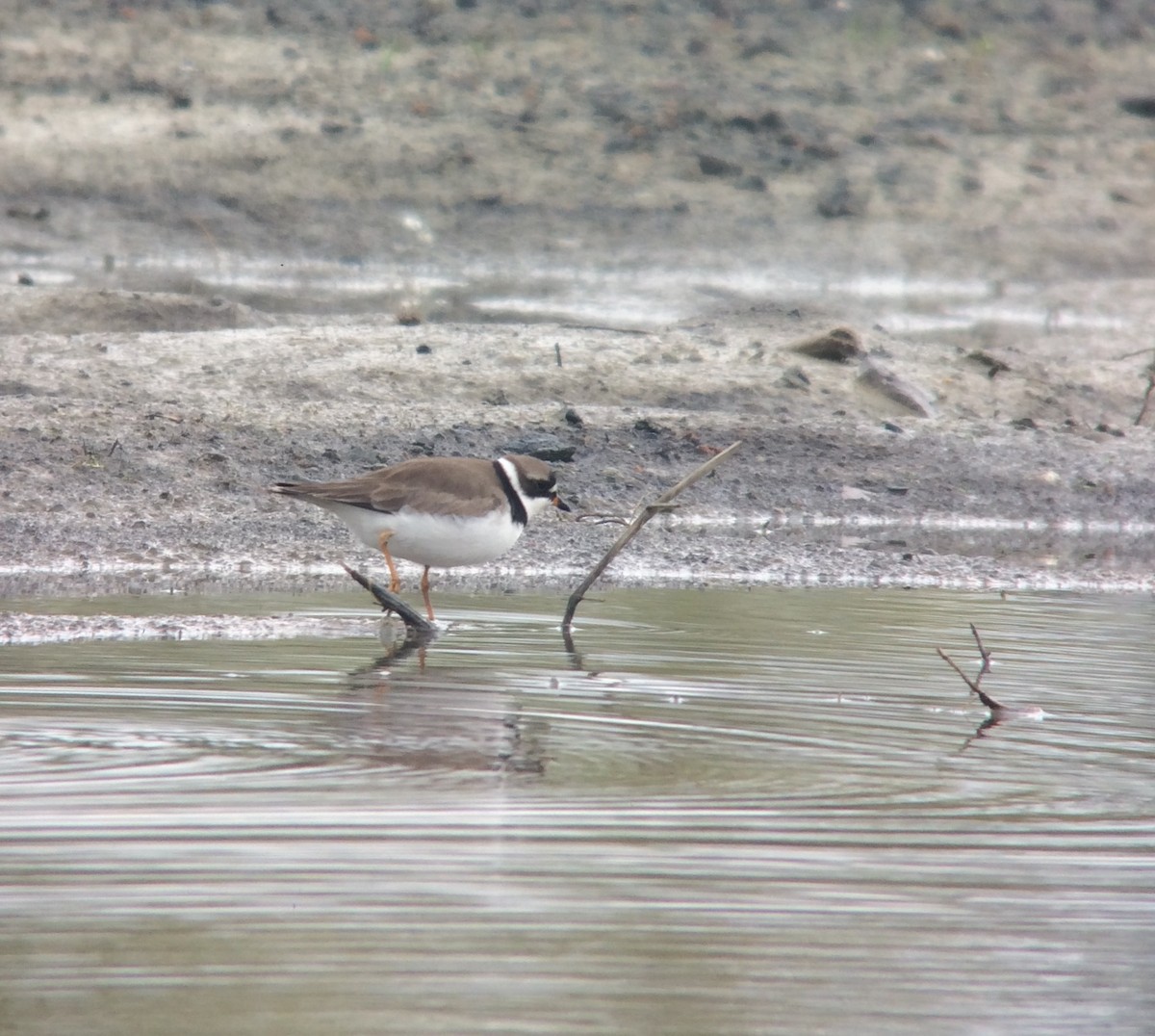 Semipalmated Plover - ML58299031