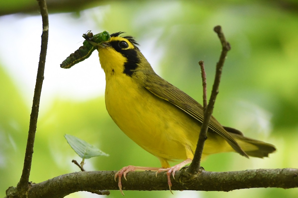 Kentucky Warbler - ML582990341