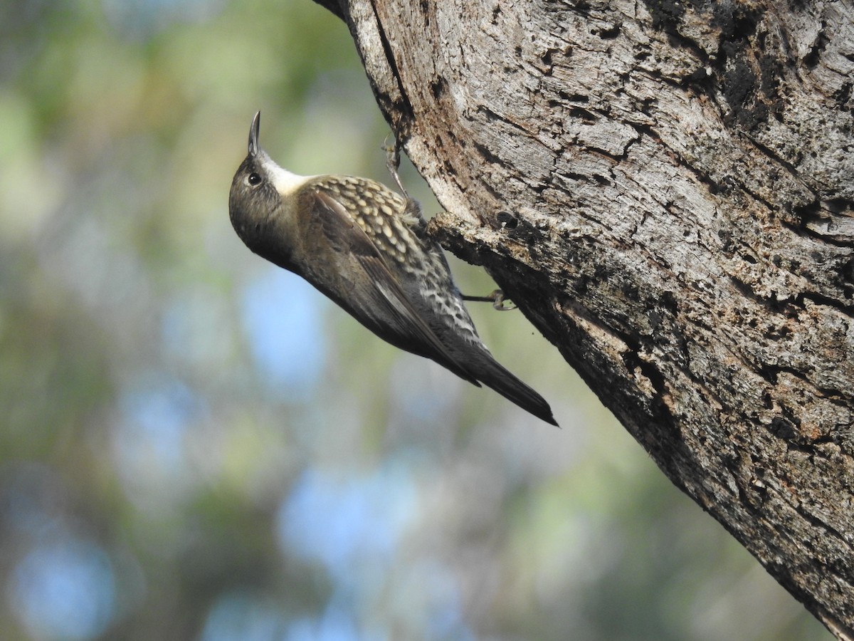 White-throated Treecreeper - ML582991171