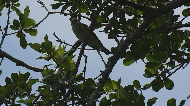 Vireo Verdiamarillo - ML582991641