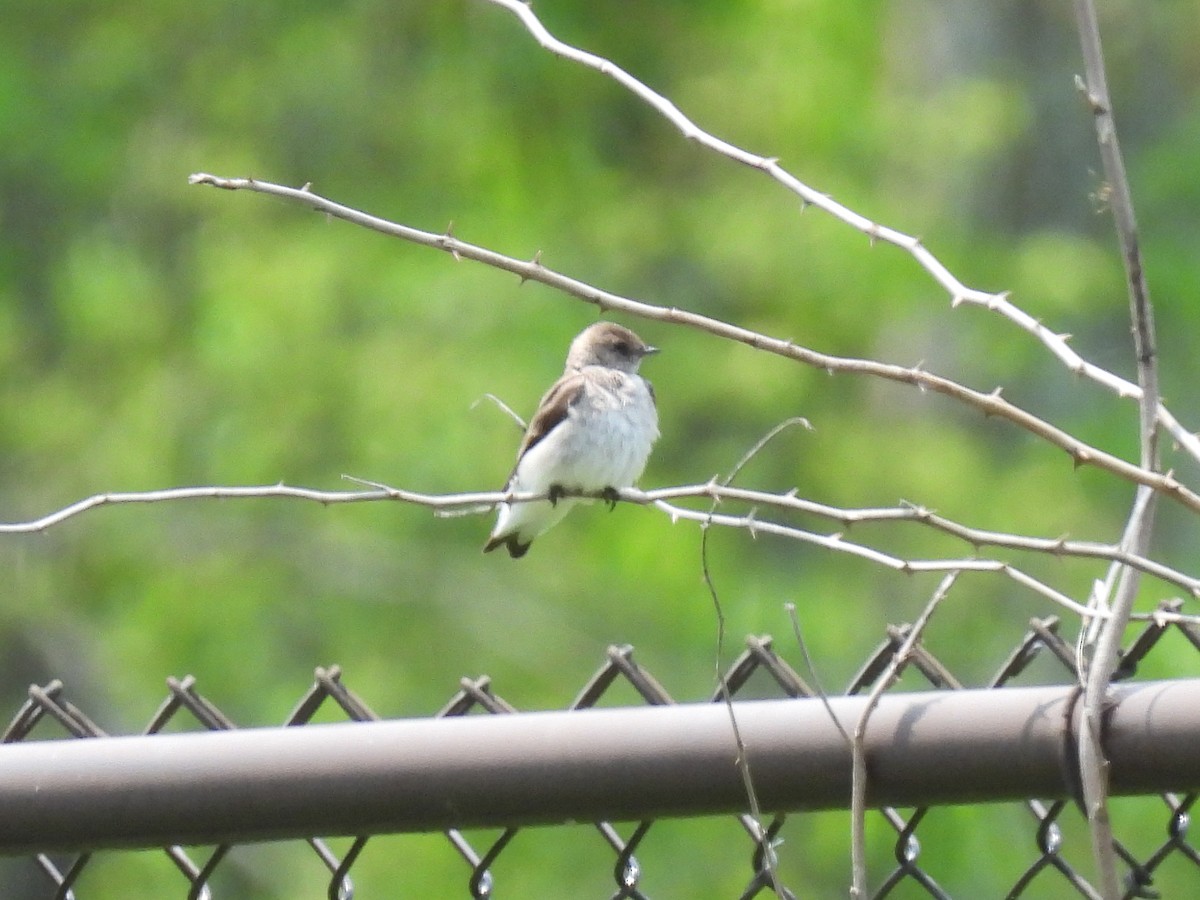 Northern Rough-winged Swallow - ML582993271