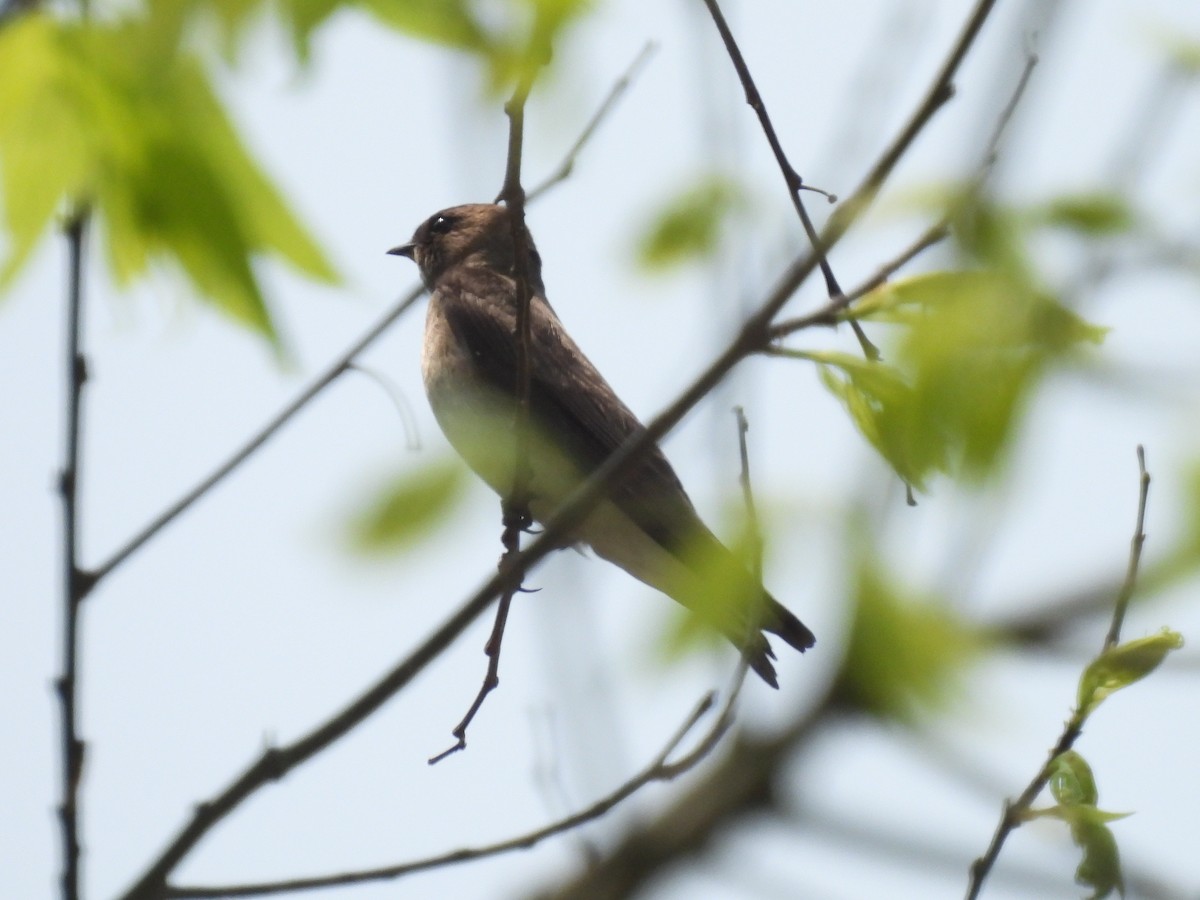 Northern Rough-winged Swallow - ML582993281