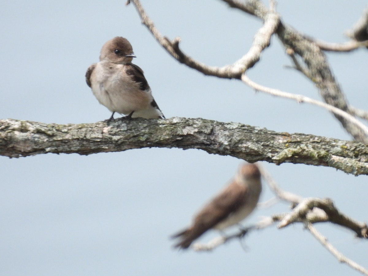 Northern Rough-winged Swallow - ML582993291
