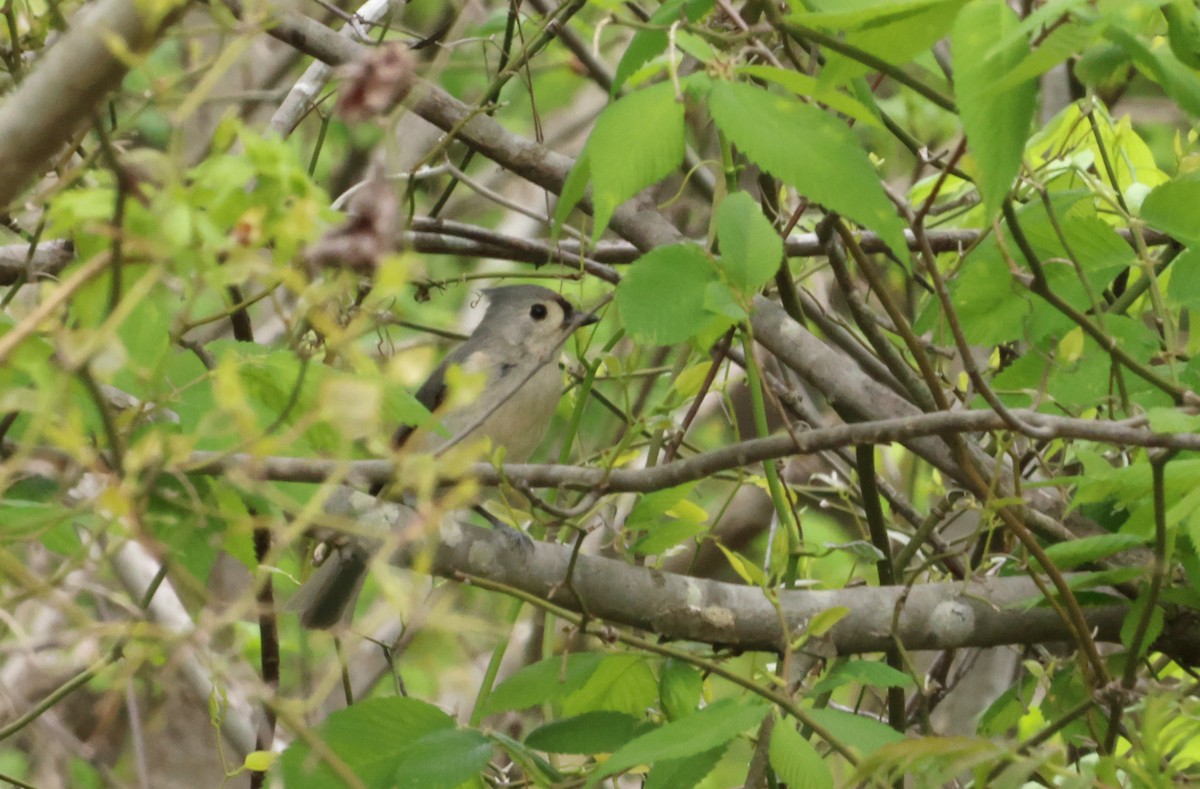 Tufted Titmouse - ML582994391