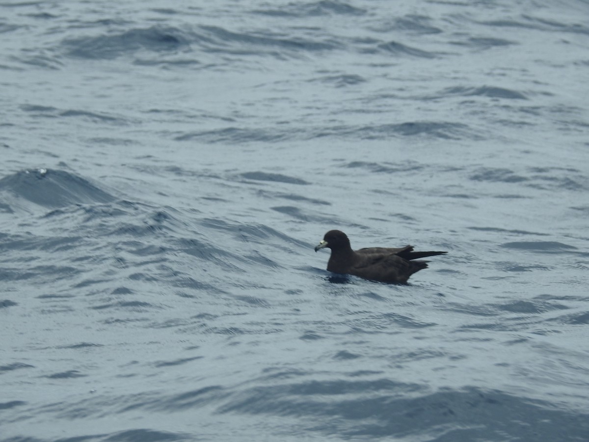 Parkinson's Petrel - ML582994821