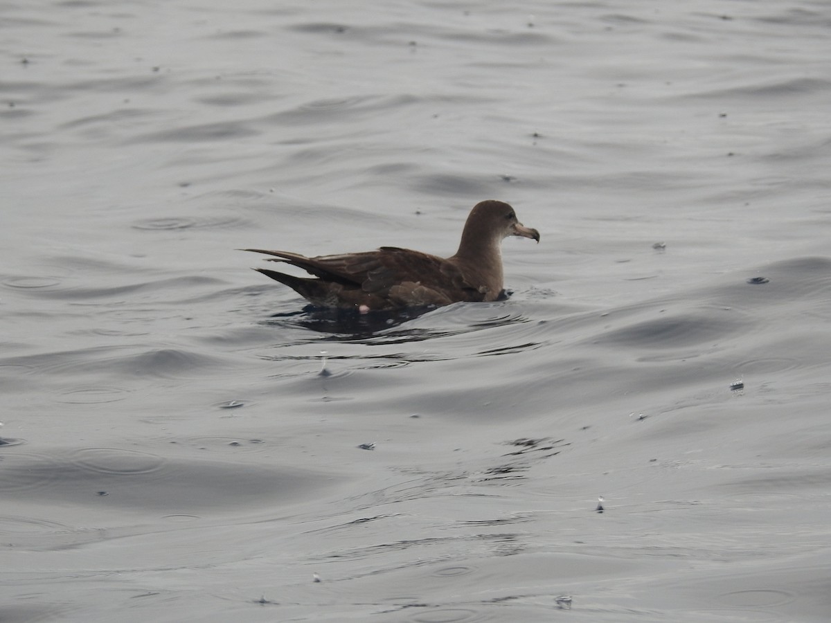 Puffin à pieds roses - ML582994951