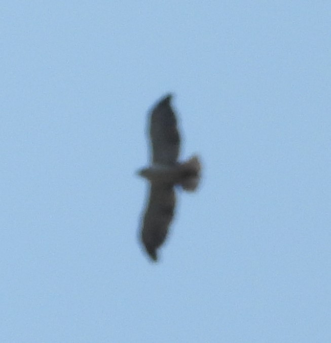 Short-tailed Hawk - ML582995441