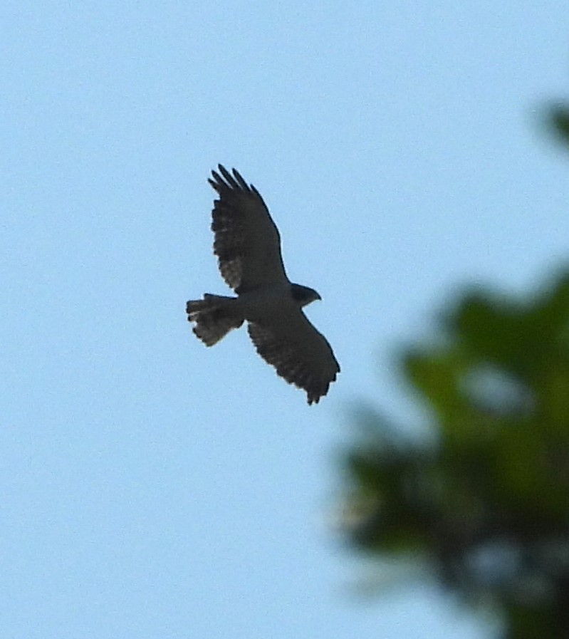 Short-tailed Hawk - ML582995461