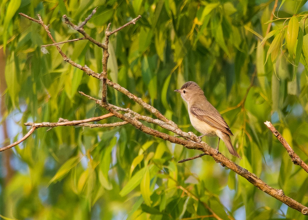 Warbling Vireo - ML582996371