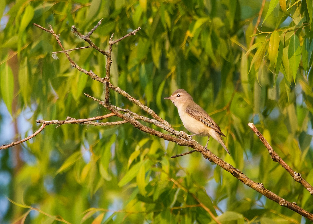 Warbling Vireo - Enya deFeijter