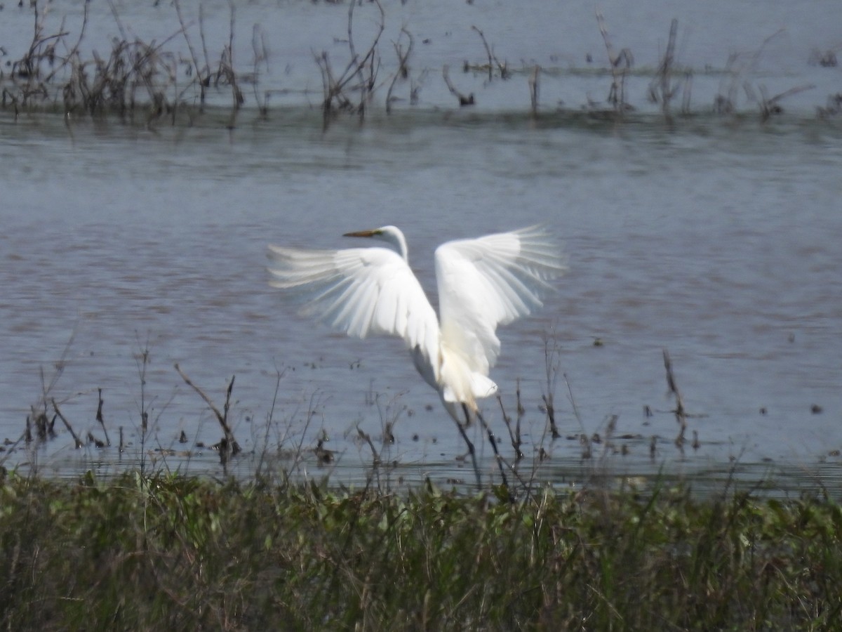 Great Egret - ML582997121