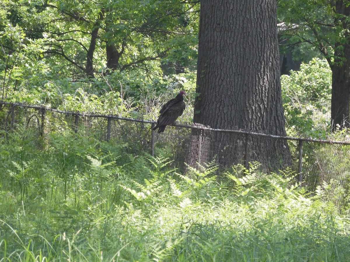 Turkey Vulture - ML582997281