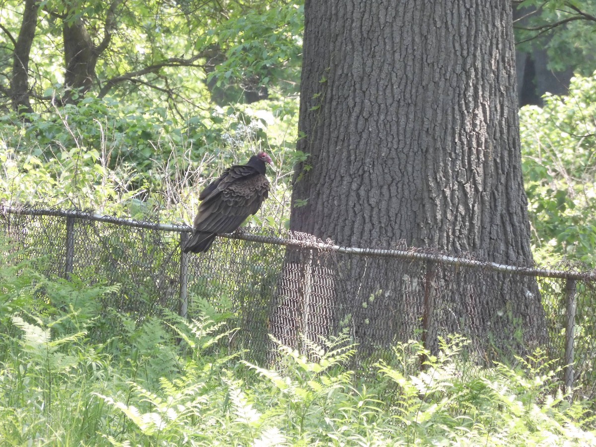 Turkey Vulture - ML582997291