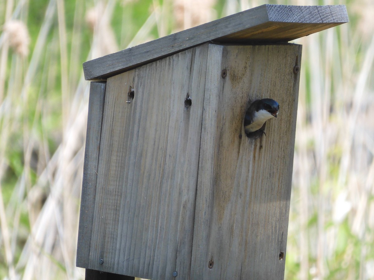 Tree Swallow - ML582997321