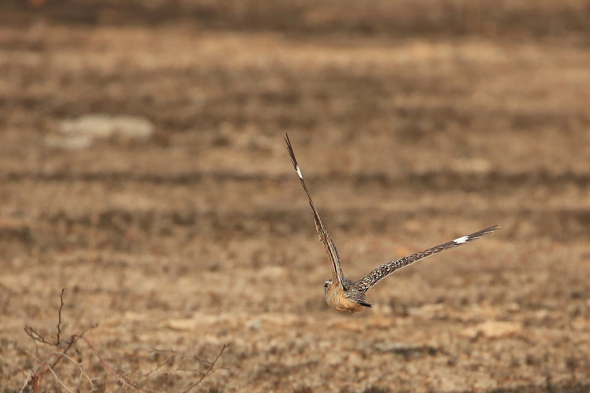 Lesser Nighthawk - ML58299871