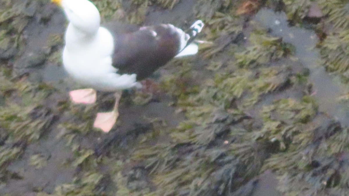 Great Black-backed Gull - ML582998931