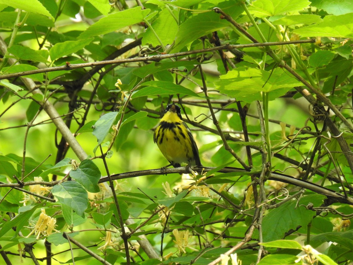 Magnolia Warbler - ML582999021