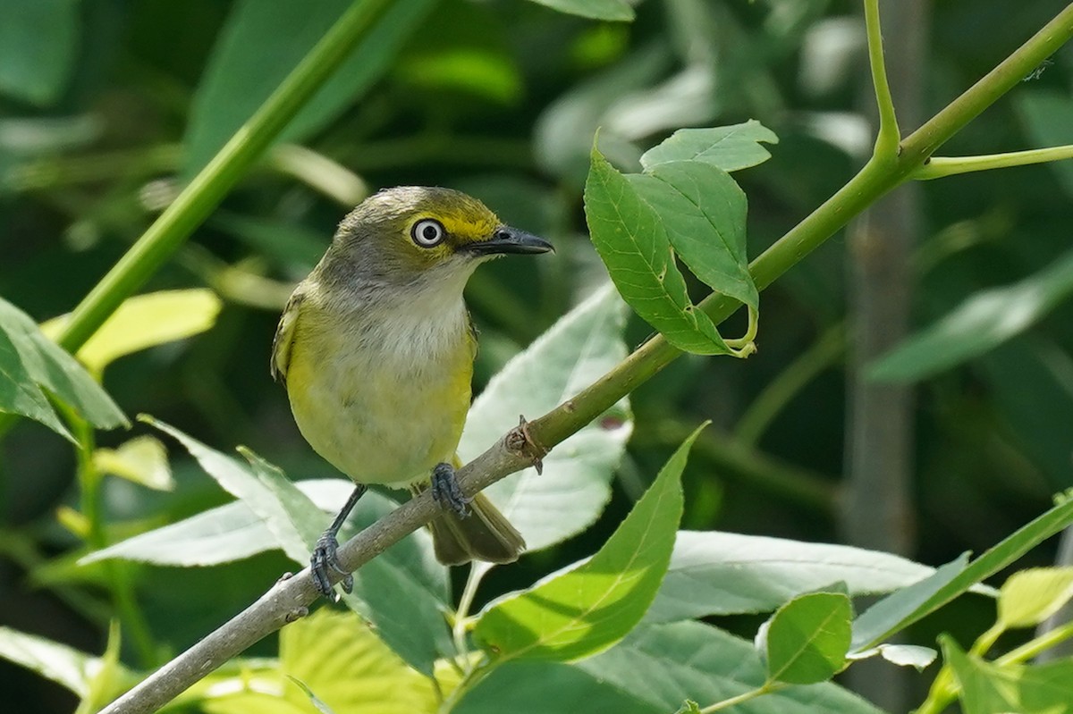 hvitøyevireo - ML582999101