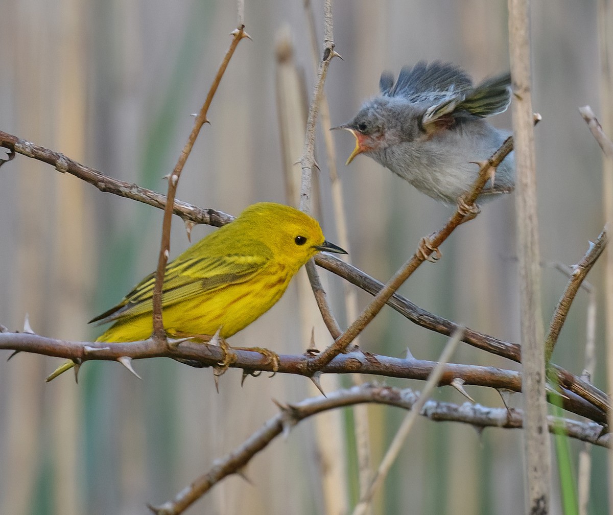 Yellow Warbler - ML582999171