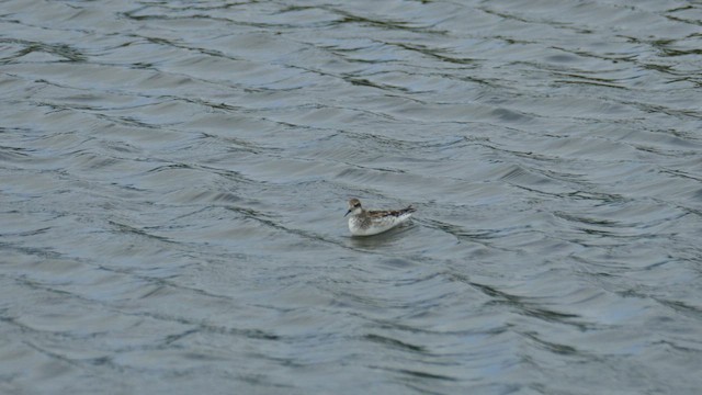 Red-necked Phalarope - ML582999241