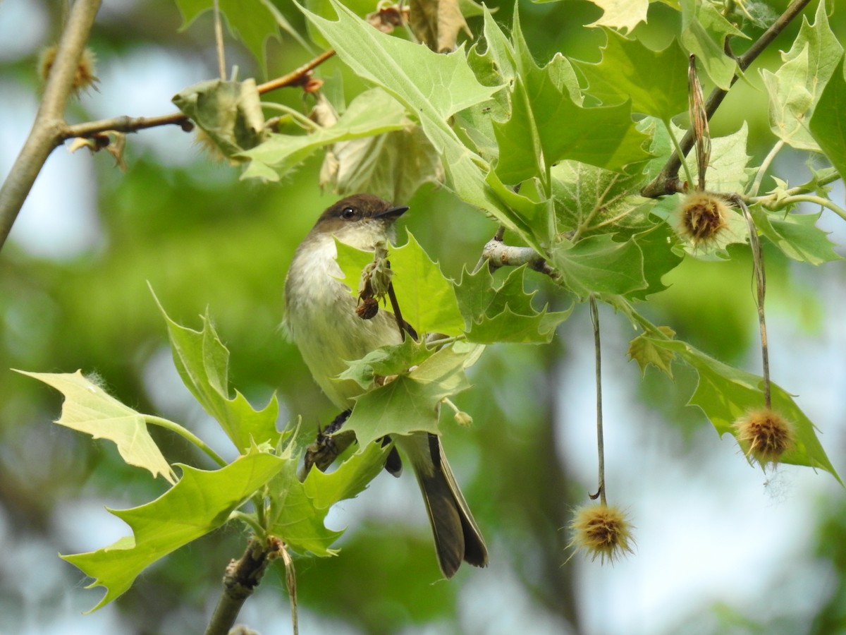 Eastern Phoebe - ML582999851