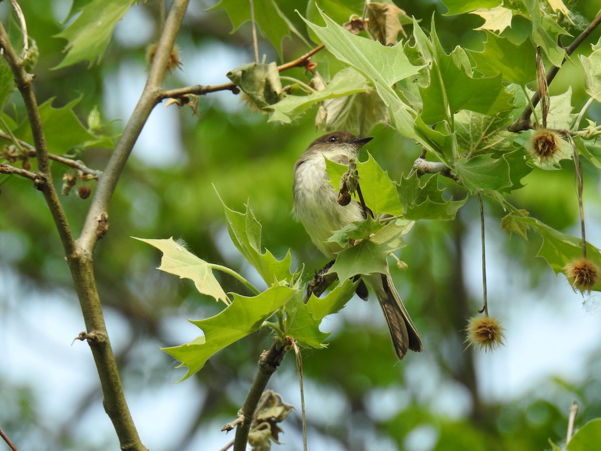 Eastern Phoebe - ML582999901