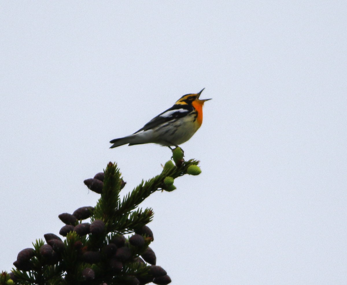 Blackburnian Warbler - ML583000151