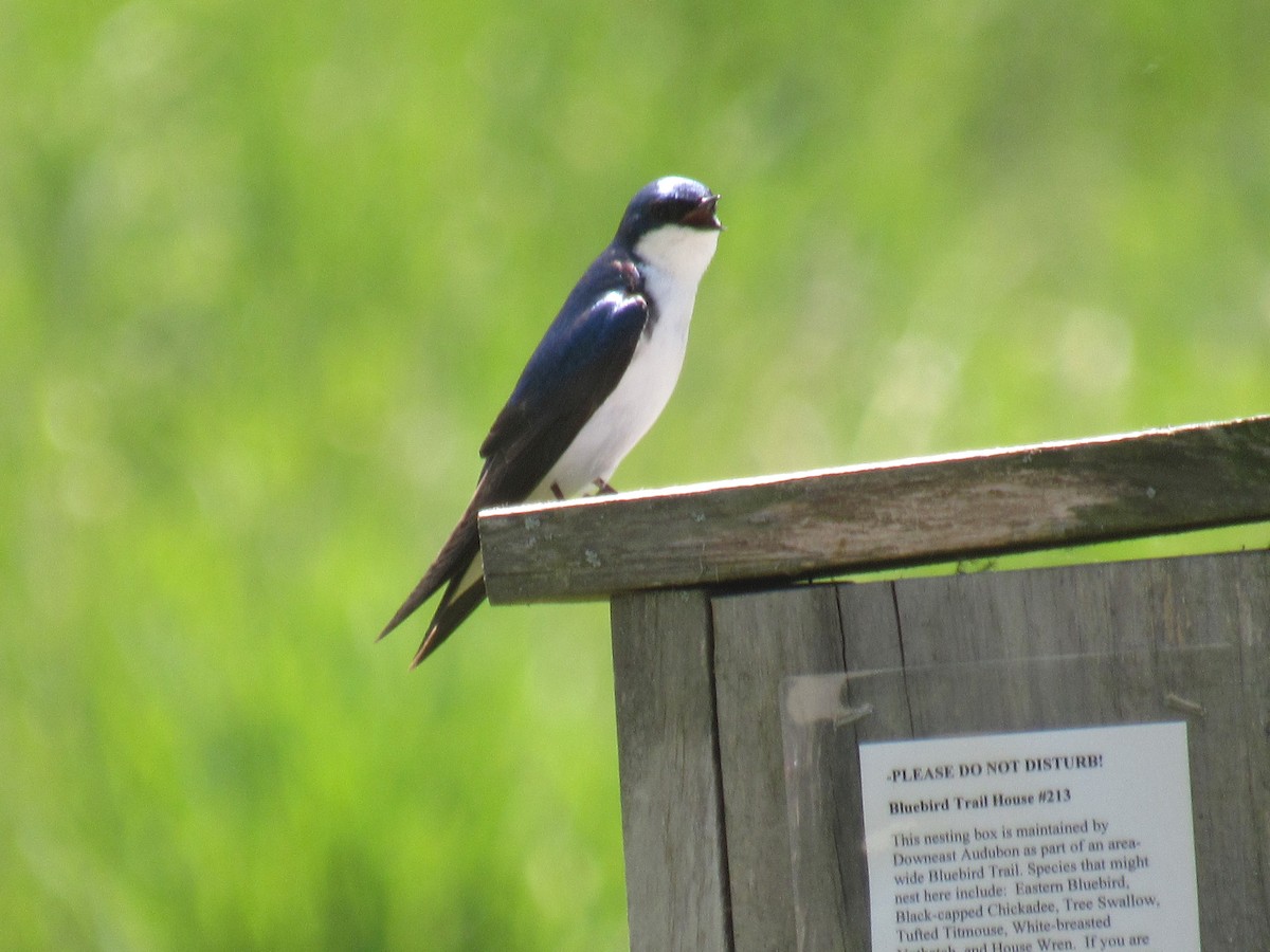 Tree Swallow - Leslie Baker