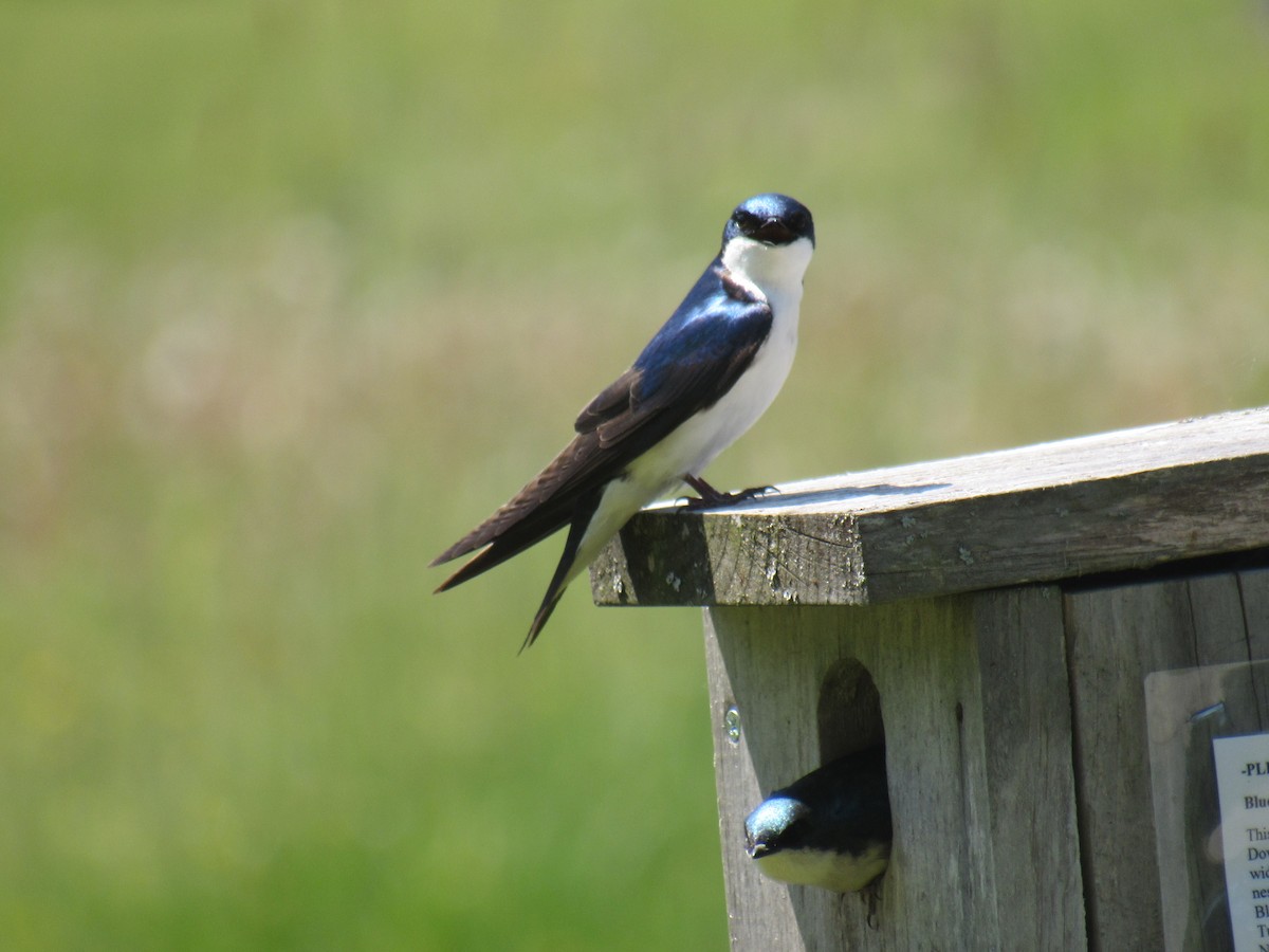 Tree Swallow - ML583000641