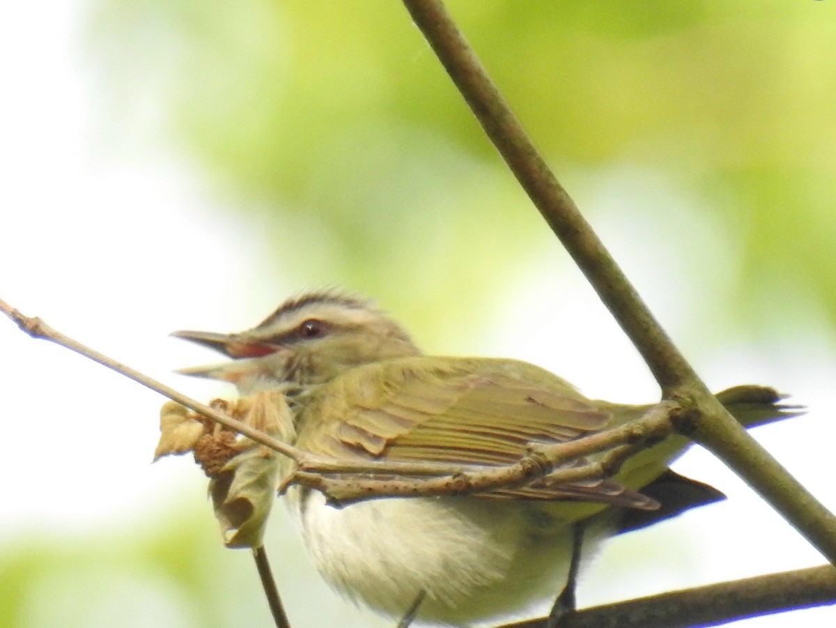 rødøyevireo - ML583000731