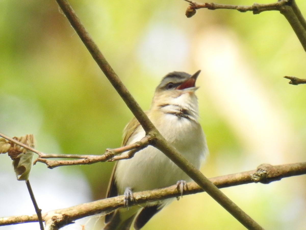 rødøyevireo - ML583000741