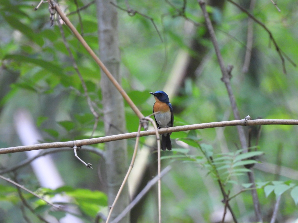 Indochinese Blue Flycatcher - ML583000911