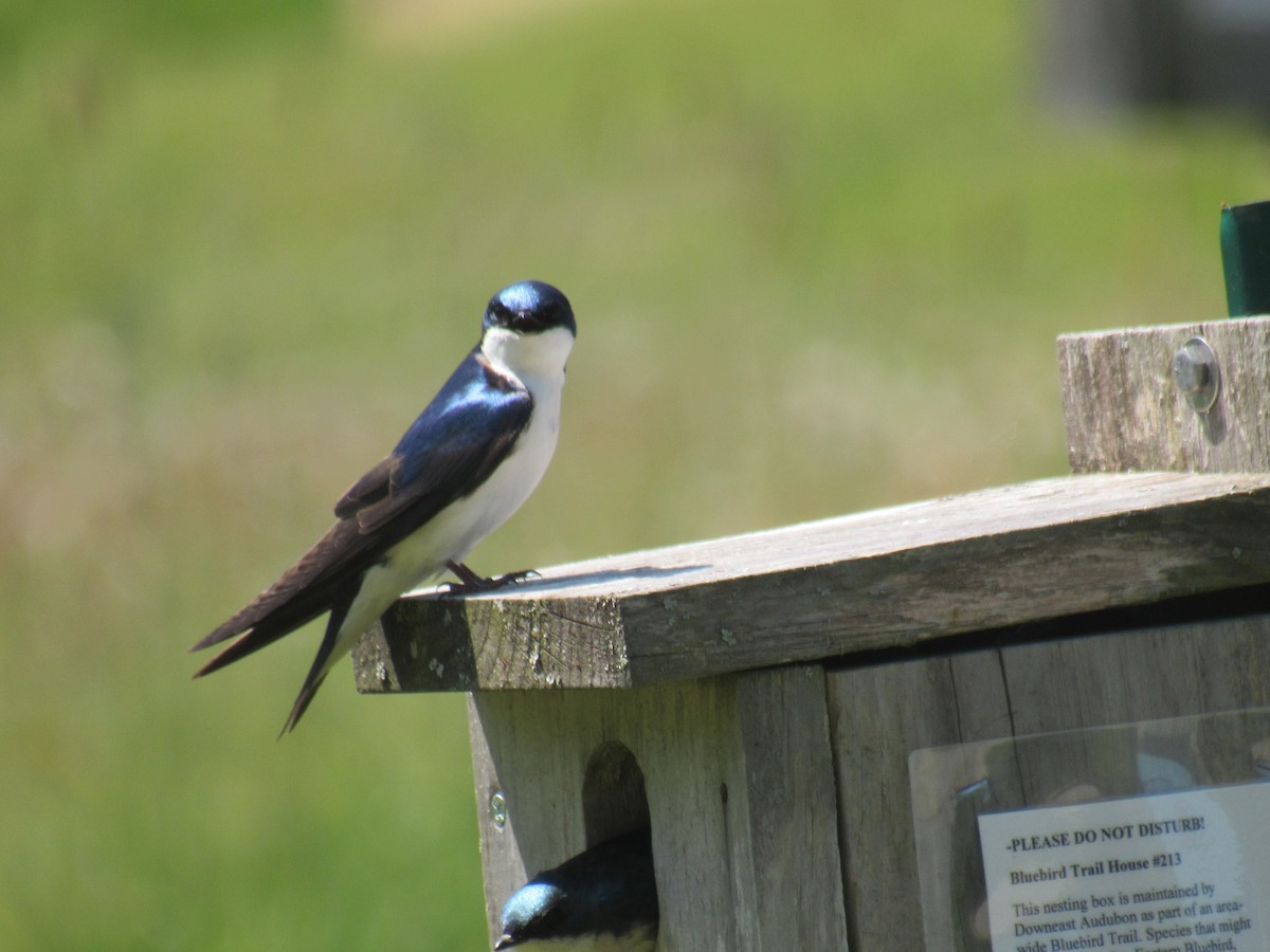 Tree Swallow - ML583001041