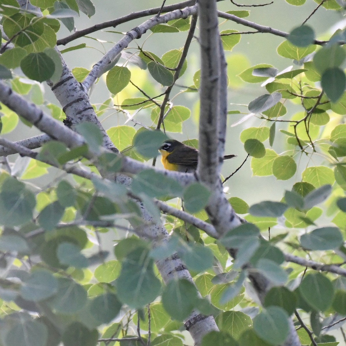 Yellow-breasted Chat - ML583001381