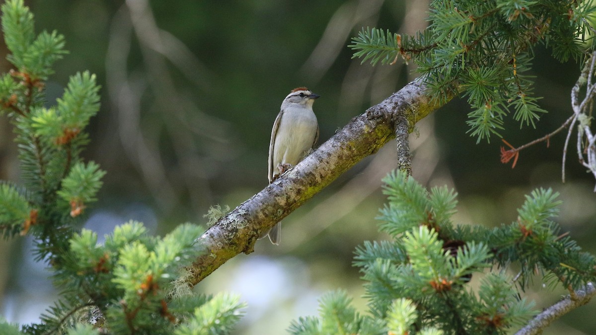 Chipping Sparrow - ML583001831
