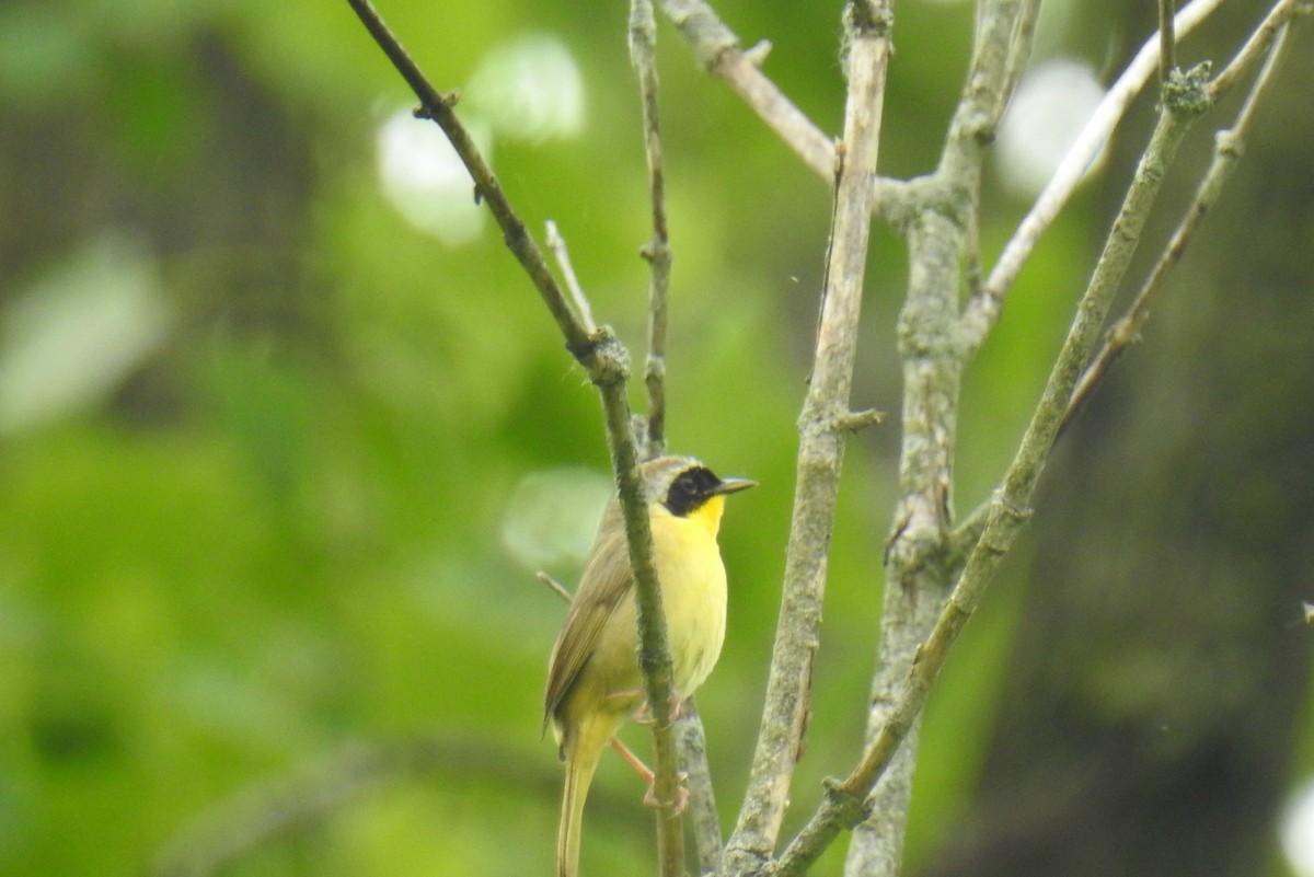 Common Yellowthroat - James Holsinger