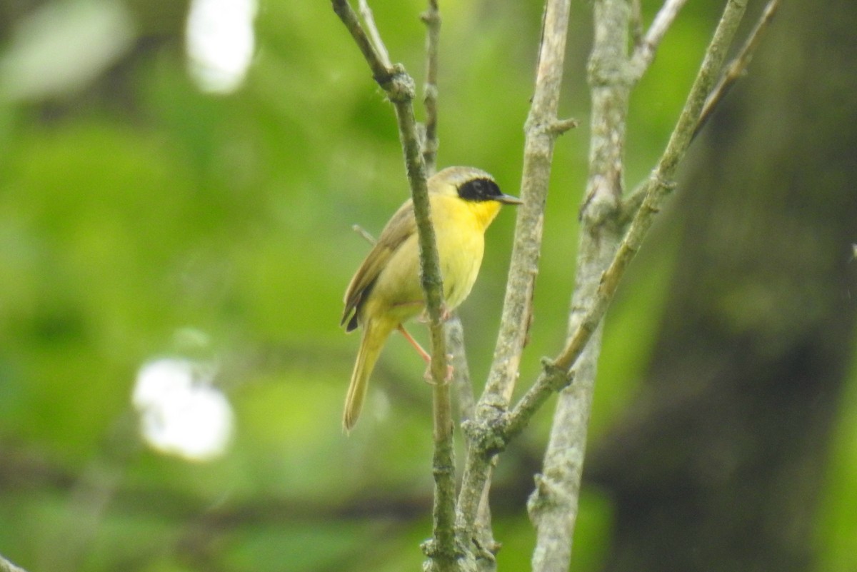 Common Yellowthroat - ML583002301