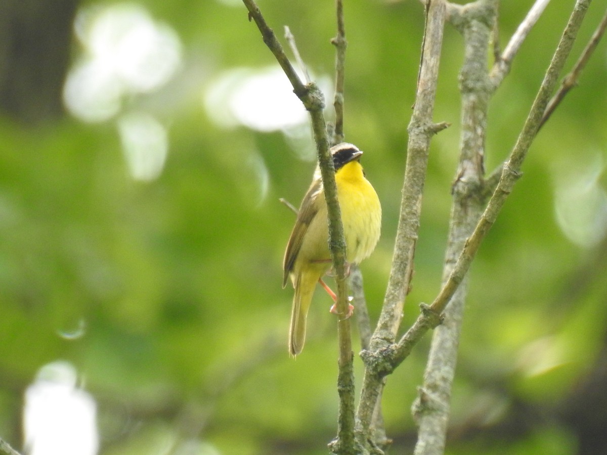 Common Yellowthroat - James Holsinger