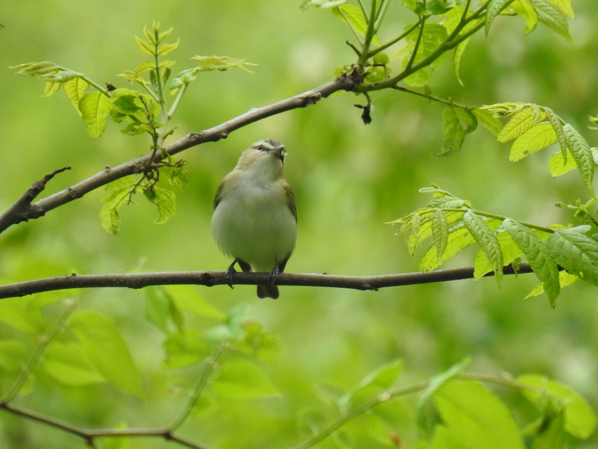 Red-eyed Vireo - ML583003441