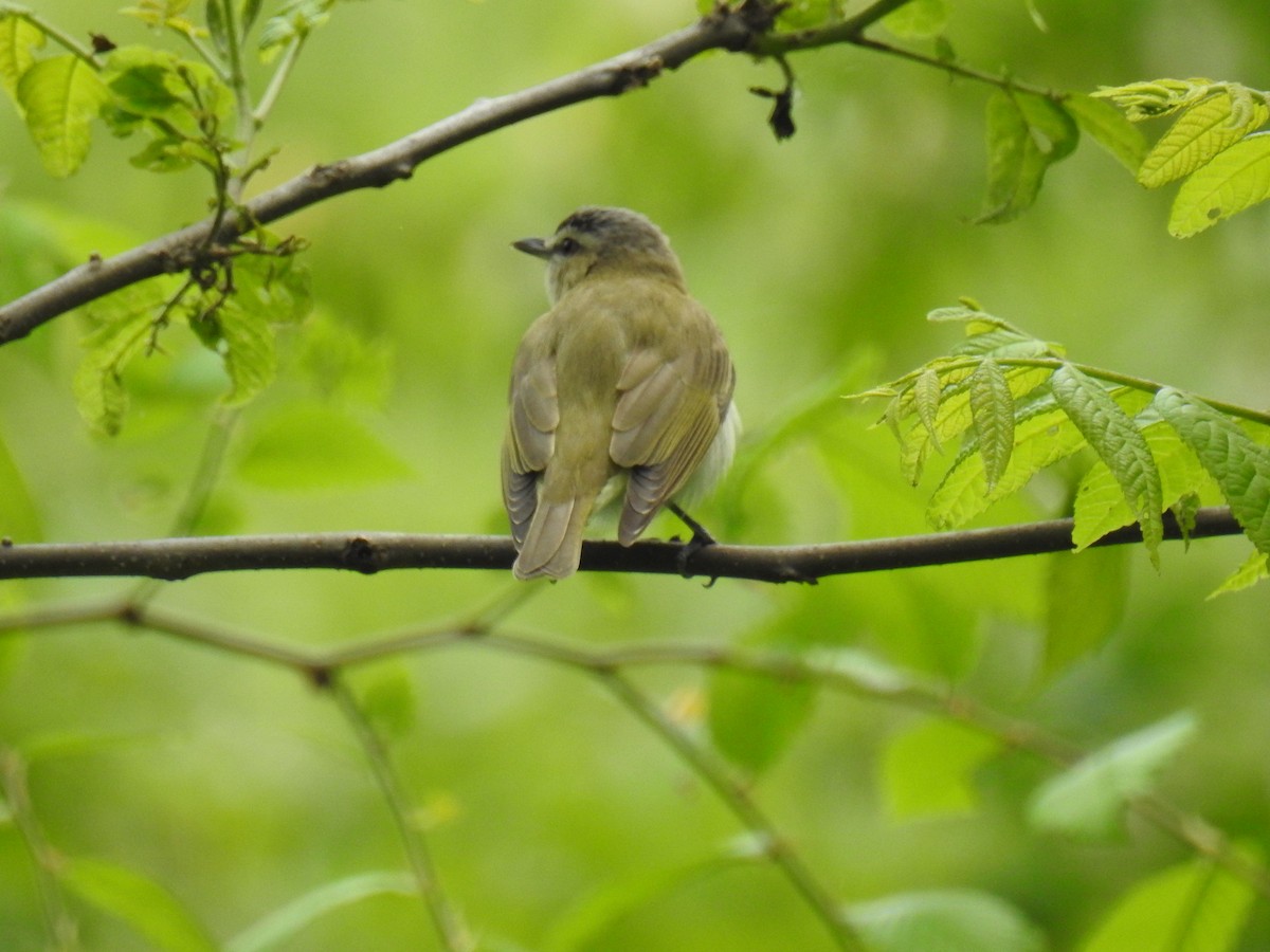 Red-eyed Vireo - ML583003461